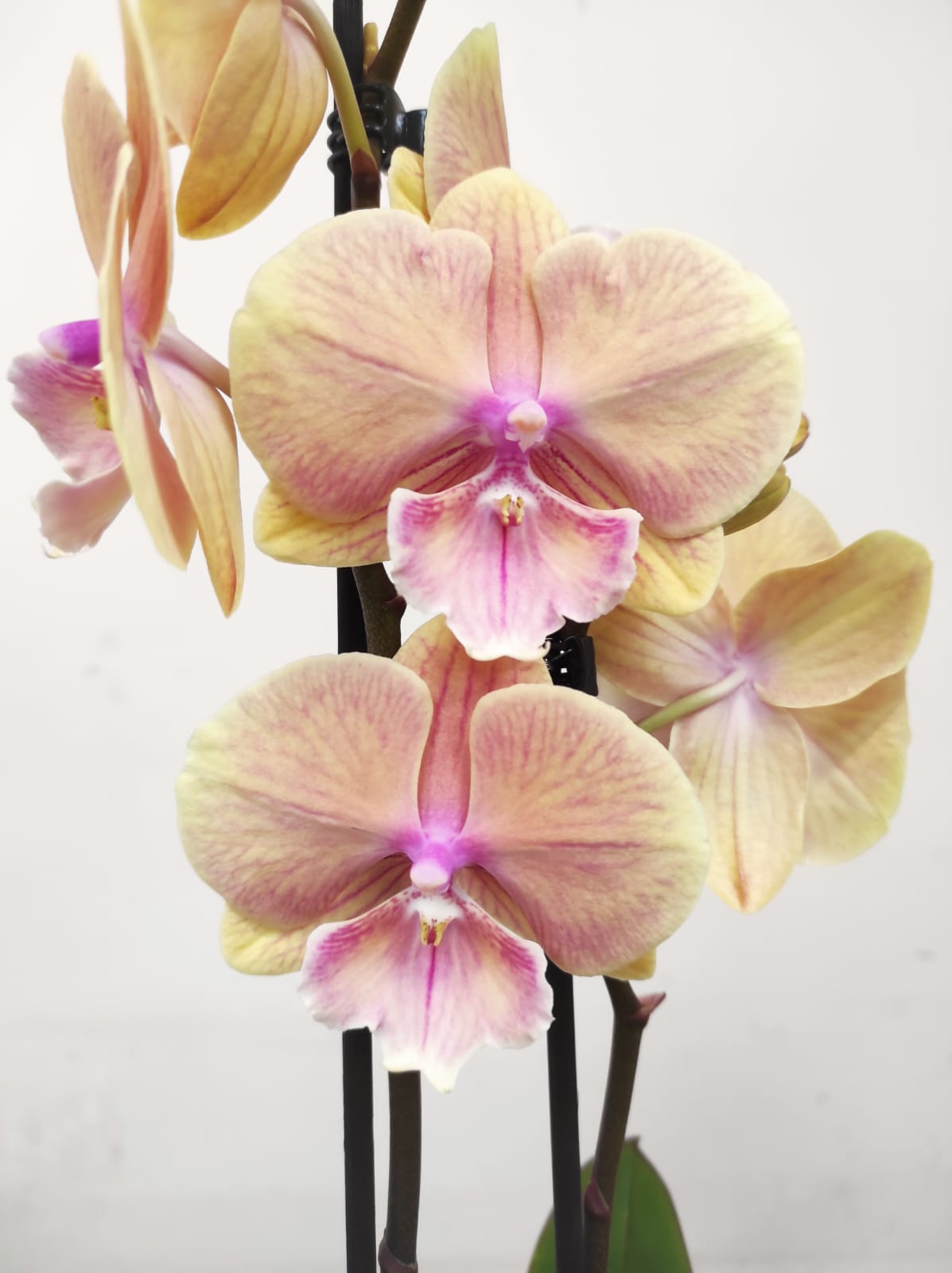 Phalaenopsis V.12