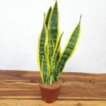 Sansevieria Trifasciata 'Laurentii'