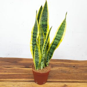 Sansevieria Trifasciata 'Laurentii'