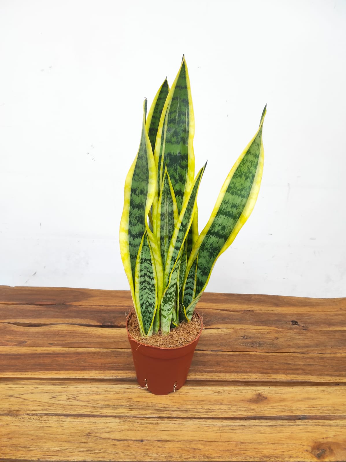 Sansevieria Trifasciata 'Laurentii'