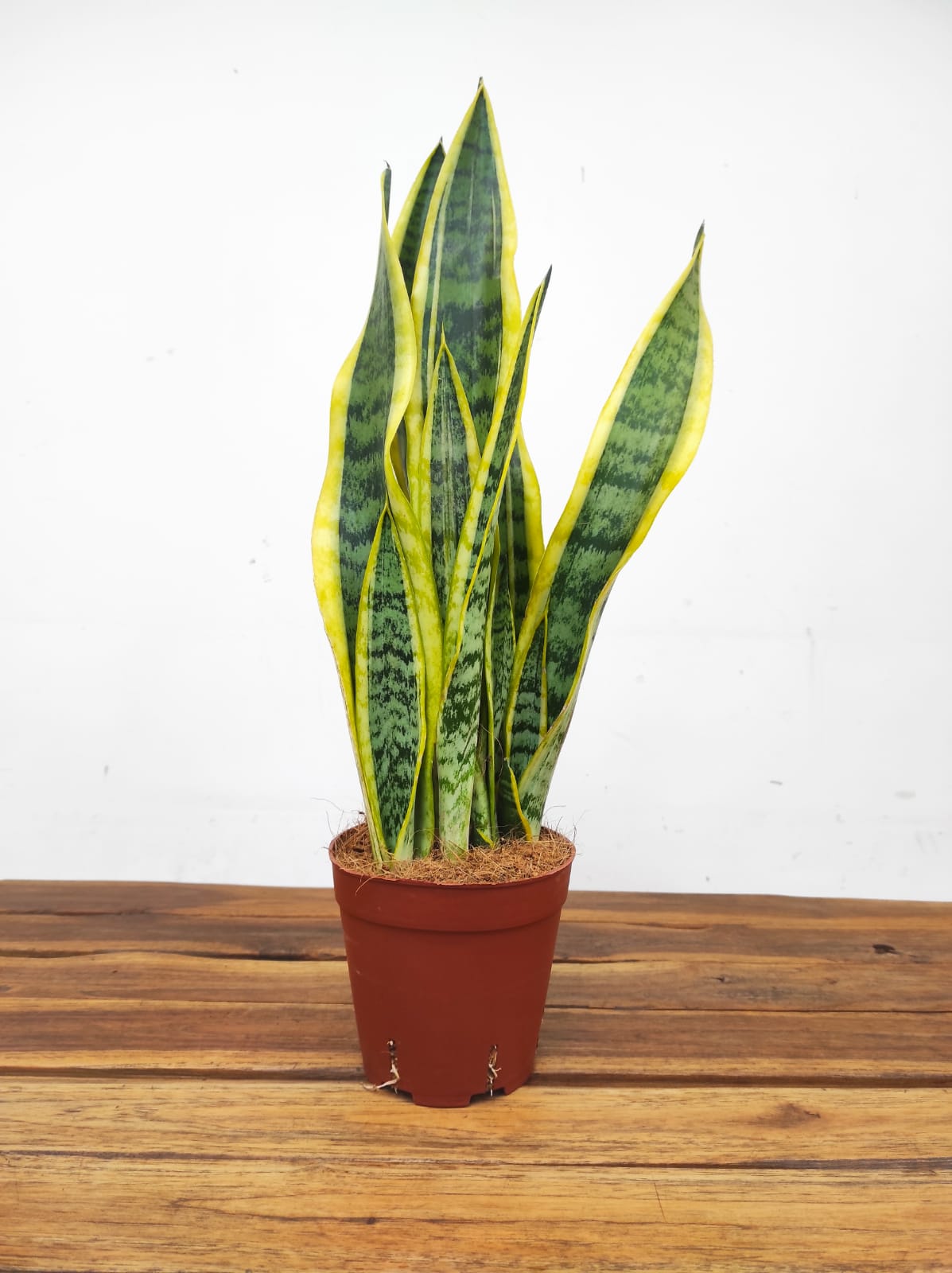 Sansevieria Trifasciata 'Laurentii' - Image 2