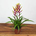 Guzmania 'Misty'