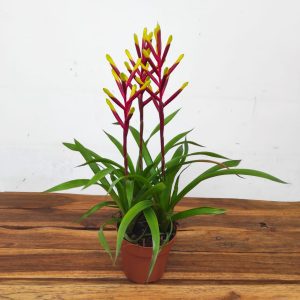 Guzmania 'Misty'
