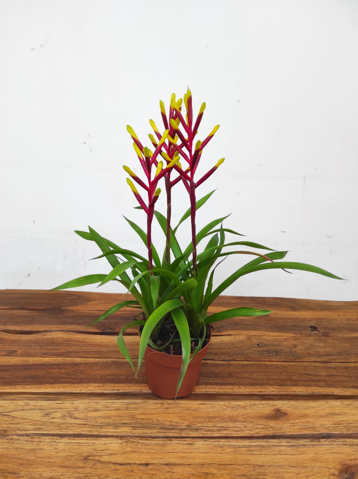 Guzmania 'Misty'