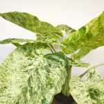 Alocasia Macrorizza Splash Variegata