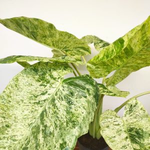 Alocasia Macrorizza Splash Variegata