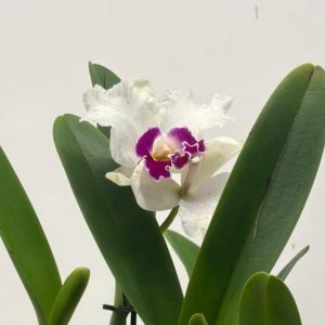 Cattleya C/ Haste Floral - V.14