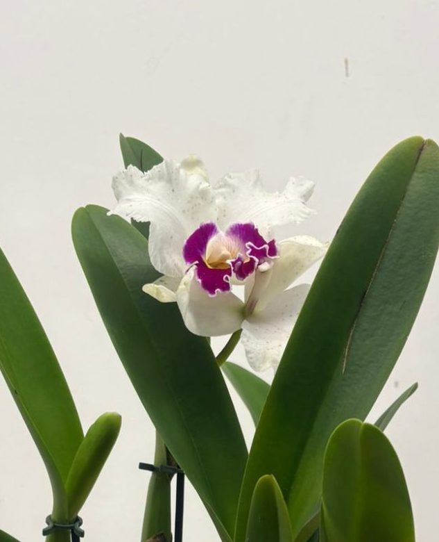 Cattleya C/ Haste Floral - V.14