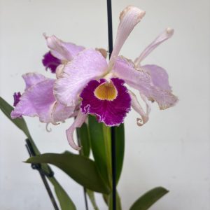 Cattleya Eximia V.19 - Sem Flor