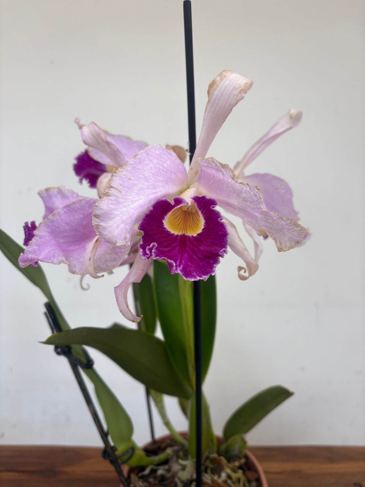 Cattleya Eximia V.19 - Sem Flor