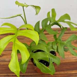 Rhaphidophora Tetrasperma 'Goldrush'