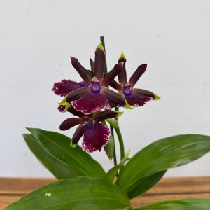 Zygopetalum 'Louisendorf'