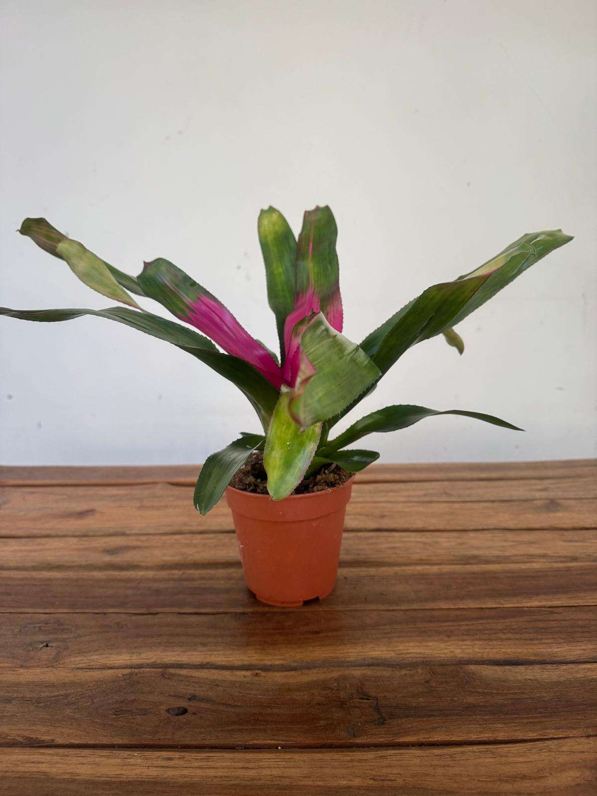 Neoregelia 'Lila' - V.12 - Image 2