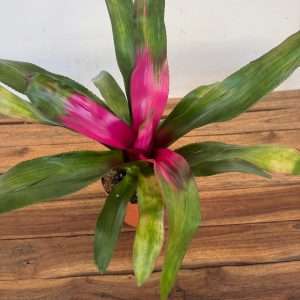 Neoregelia 'Lila' - V.12