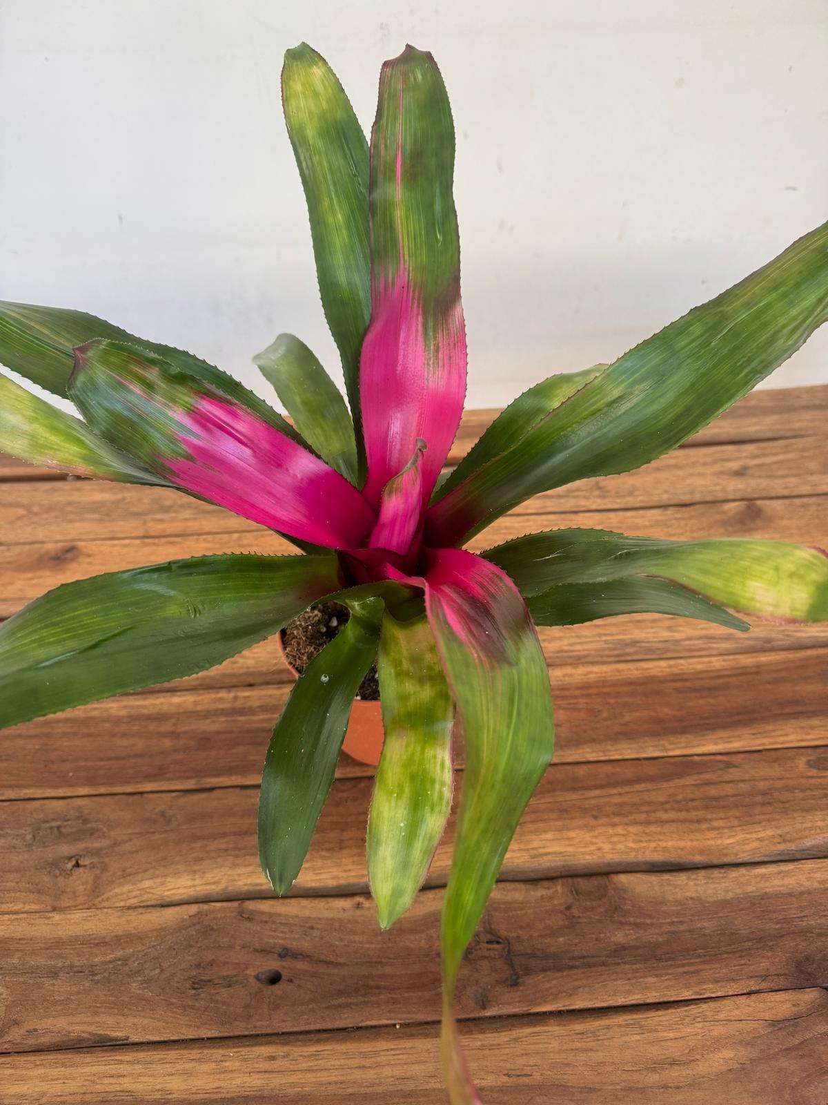 Neoregelia 'Lila' - V.12
