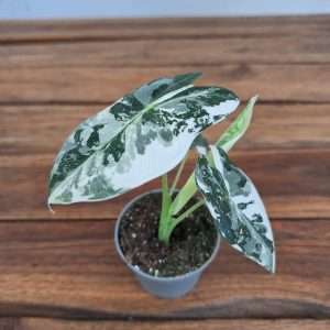 Alocasia Frydek Variegata - V.6