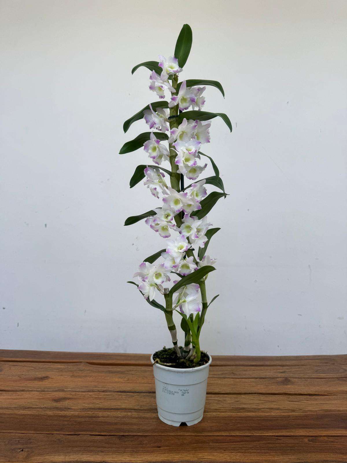 Dendrobium Nobile - V.12 - Image 2