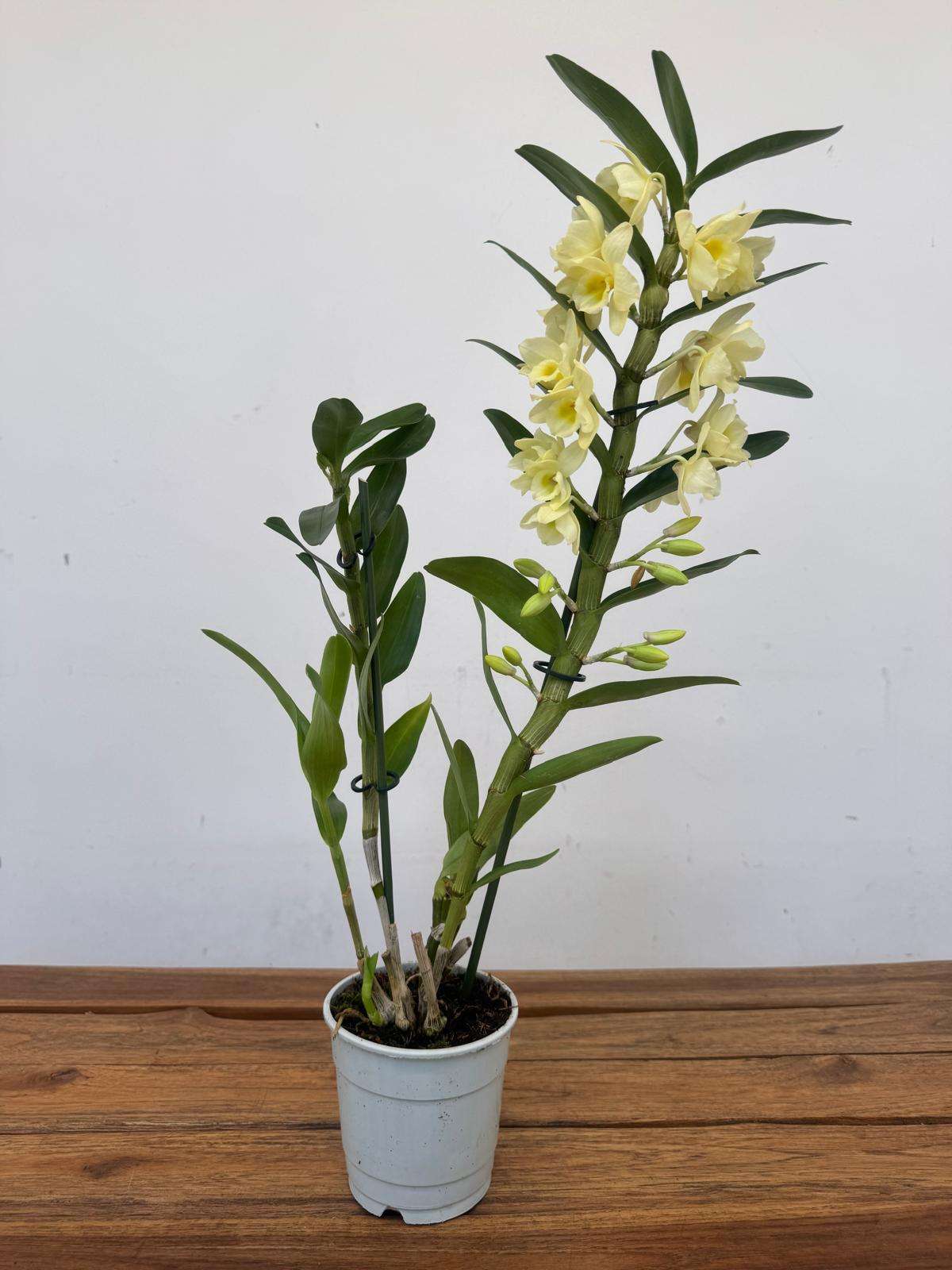 Dendrobium Nobile -V.12 - Image 2