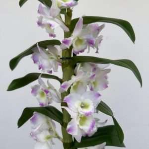 Dendrobium Nobile - V.12