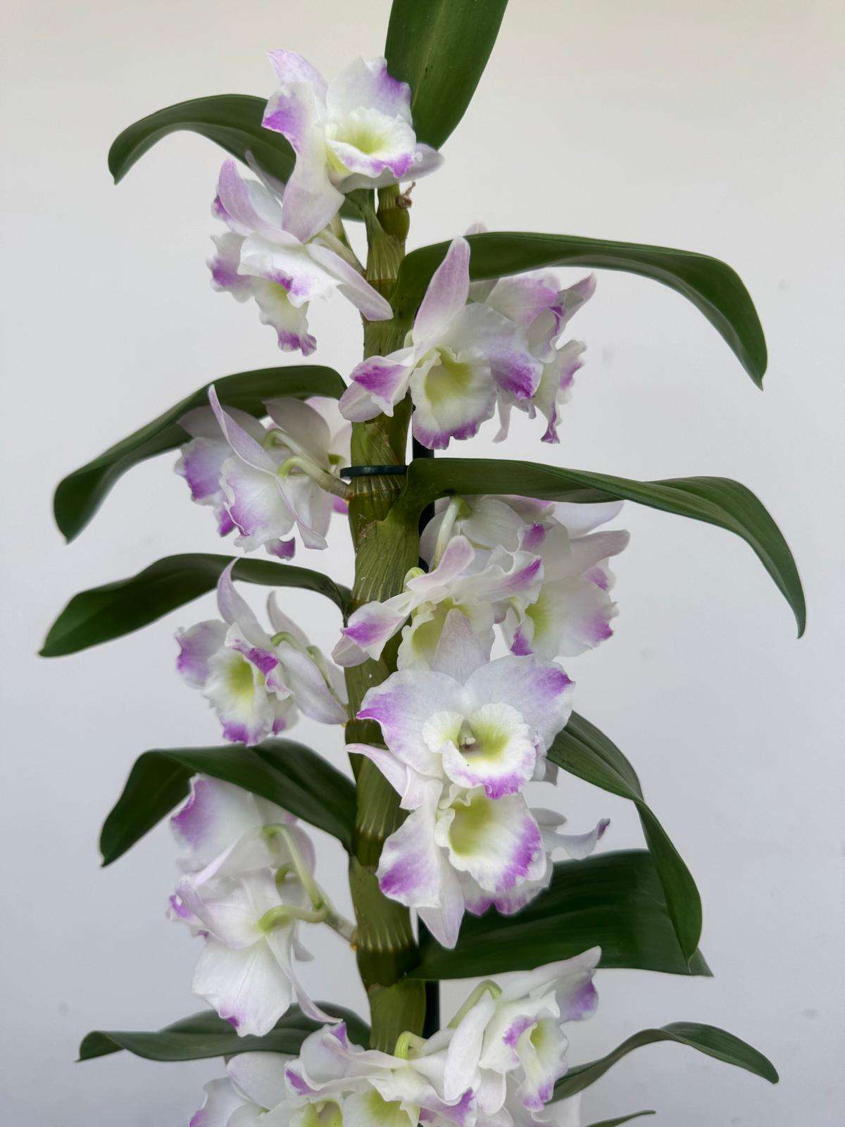Dendrobium Nobile - V.12