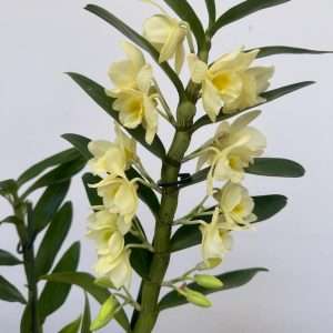 Dendrobium Nobile -V.12
