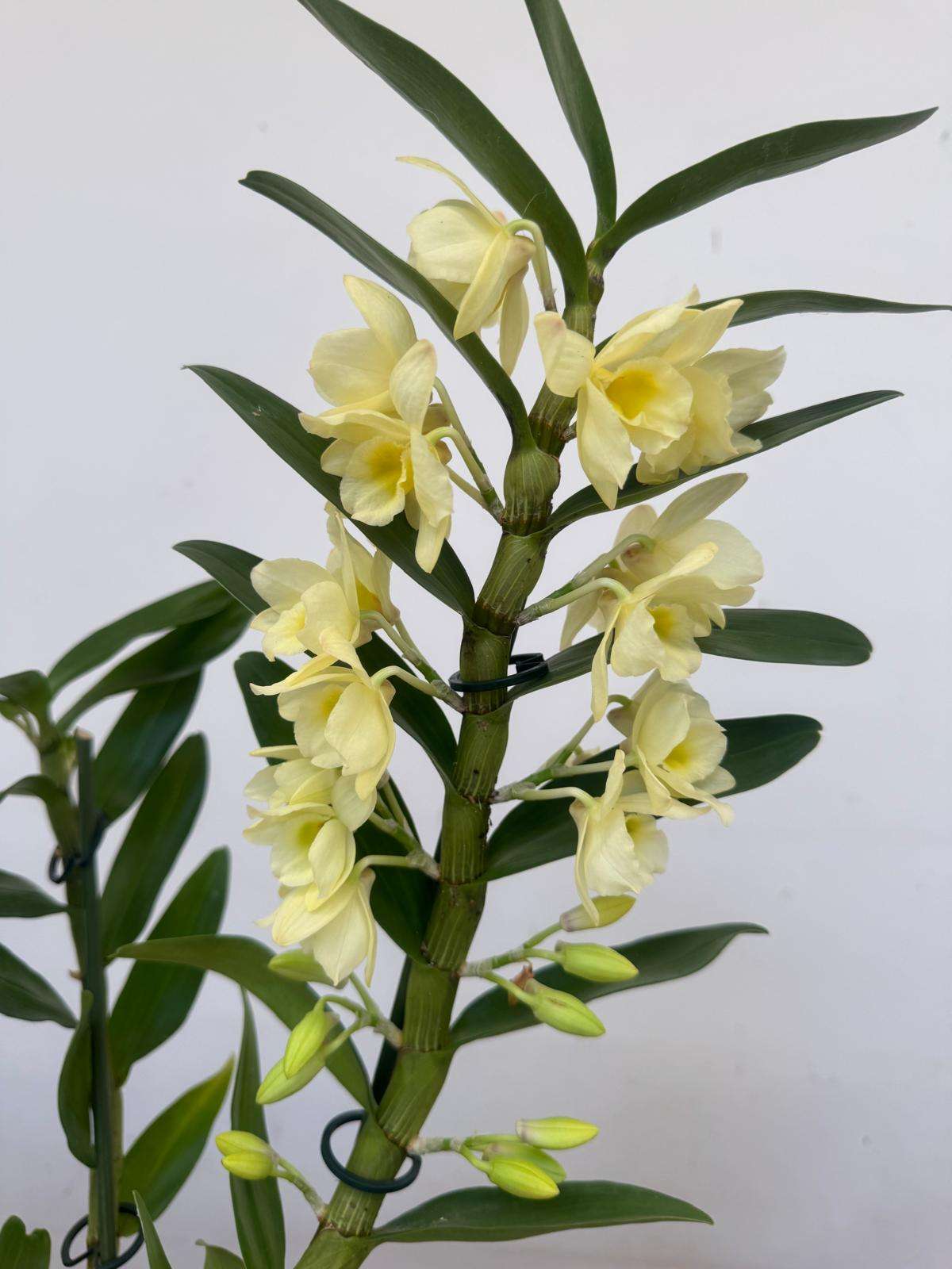 Dendrobium Nobile -V.12