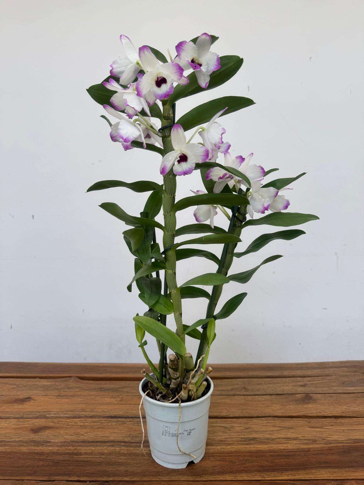 Dendrobium Nobile - V.12 - Image 2