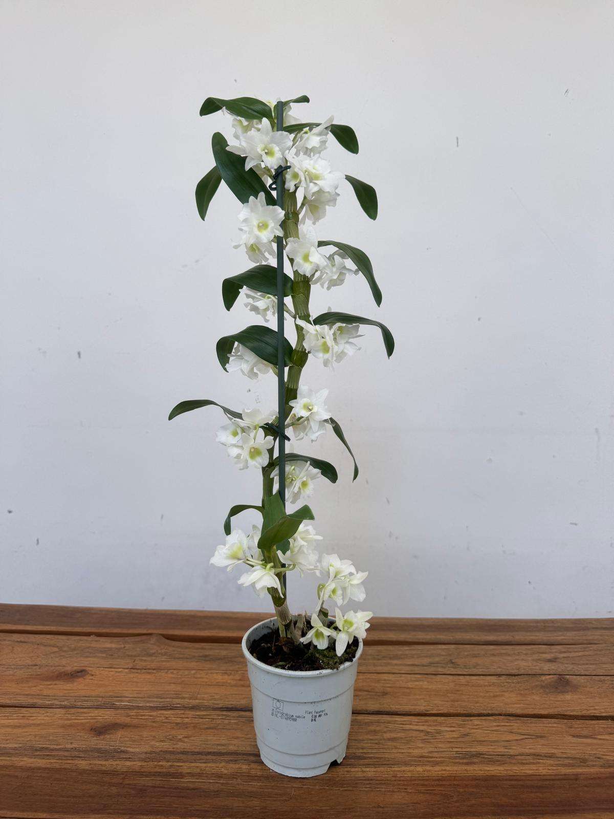 Dendrobium Nobile - V.12 - Image 2