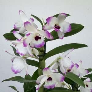 Dendrobium Nobile - V.12