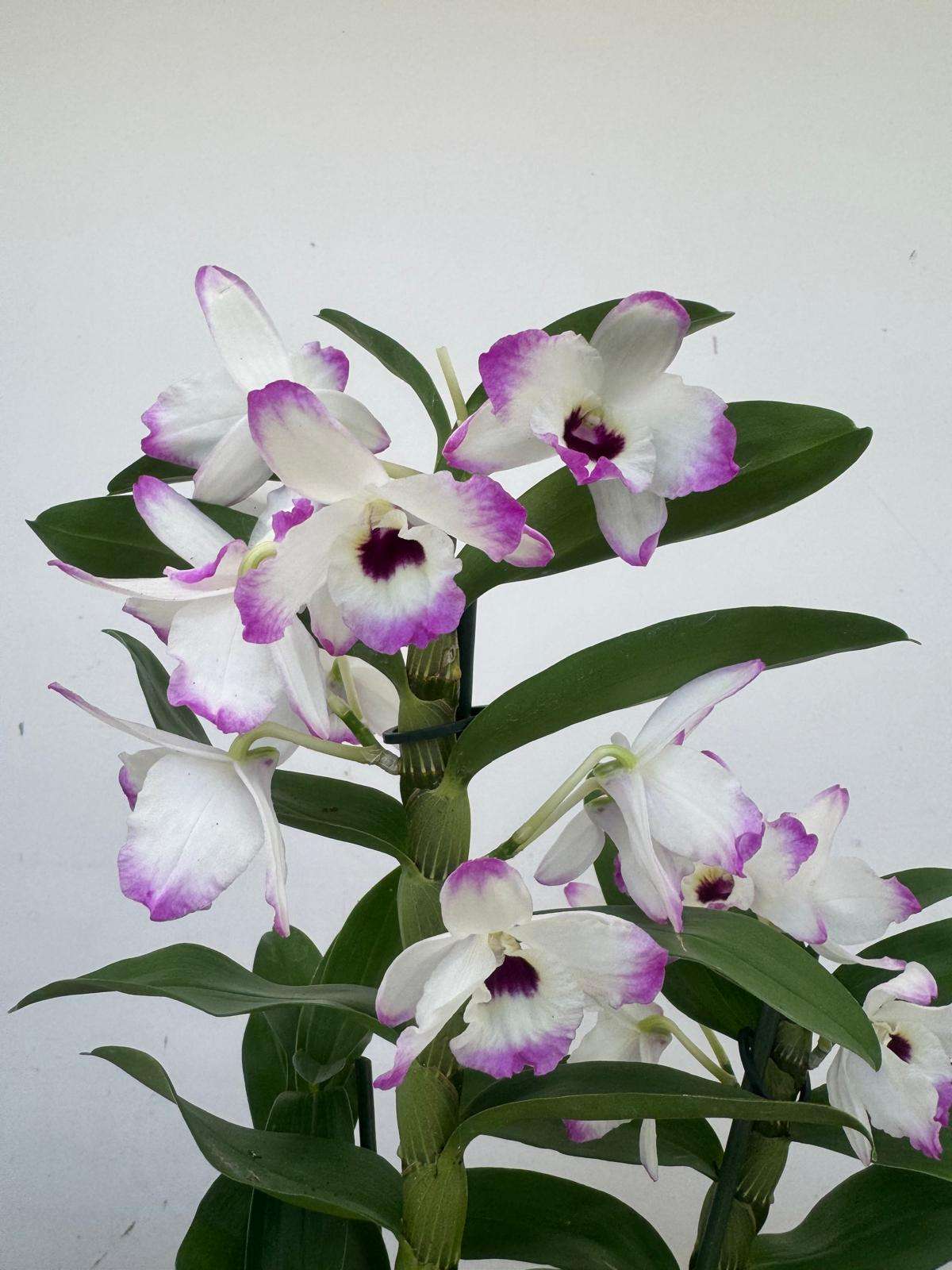 Dendrobium Nobile - V.12