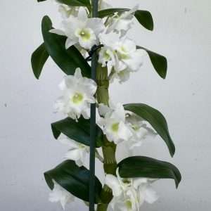 Dendrobium Nobile - V.12