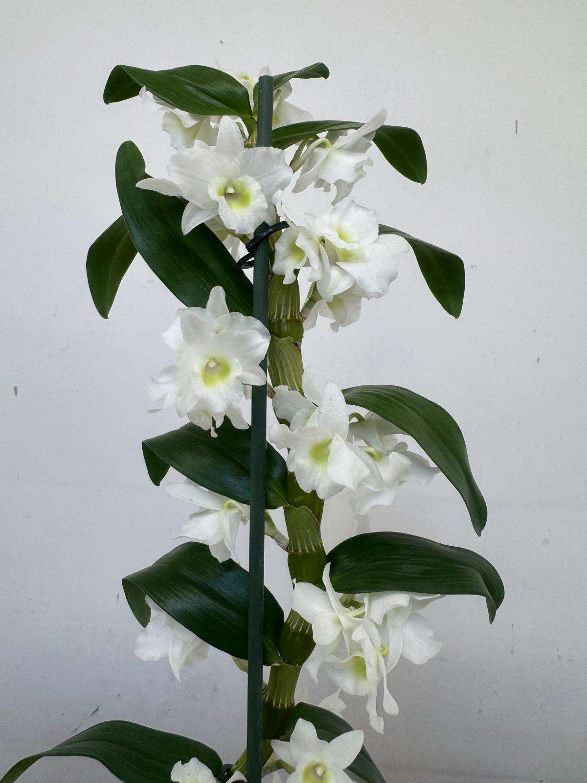 Dendrobium Nobile - V.12