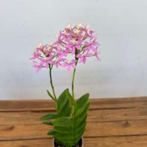 Epidendrum - V.12