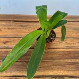 Paphiopedilum 'Amerikaanse' Sem Flor - V.12