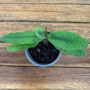 Paphiopedilum 'Sem Flor' - V.9