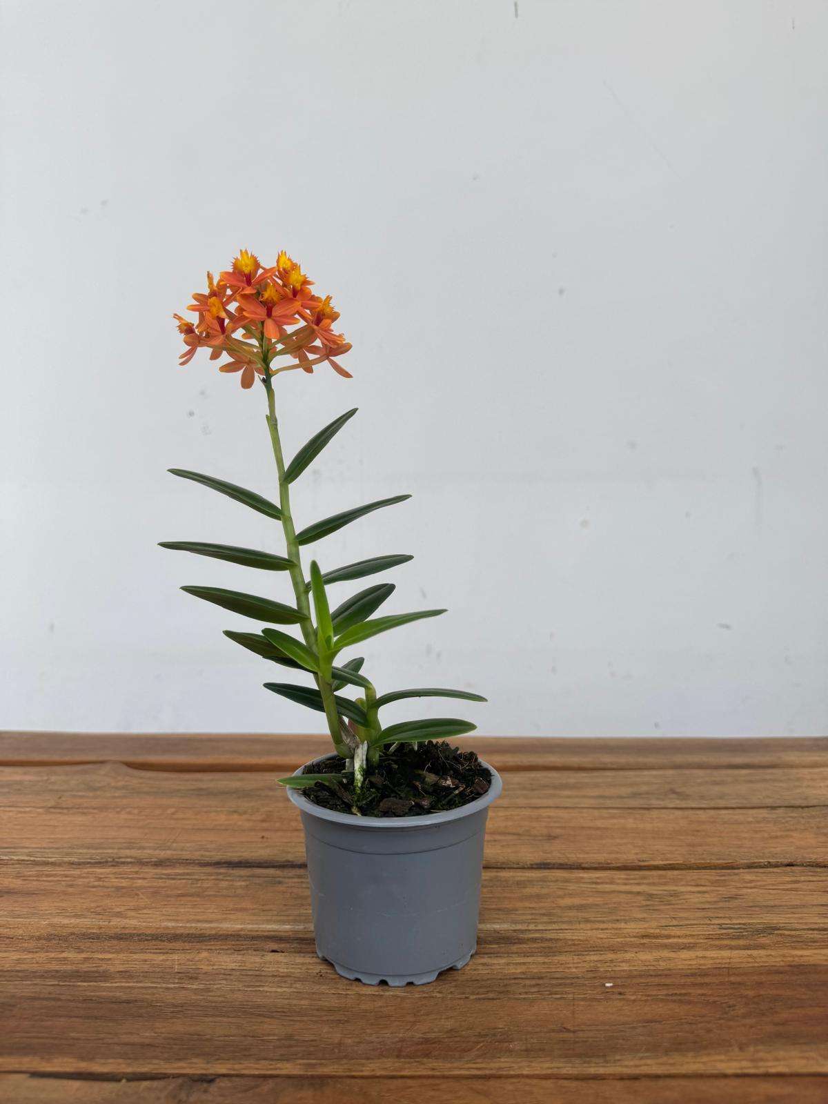 Epidendrum - V.9 - Image 2