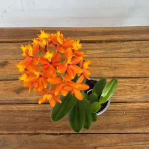 Epidendrum - V.9