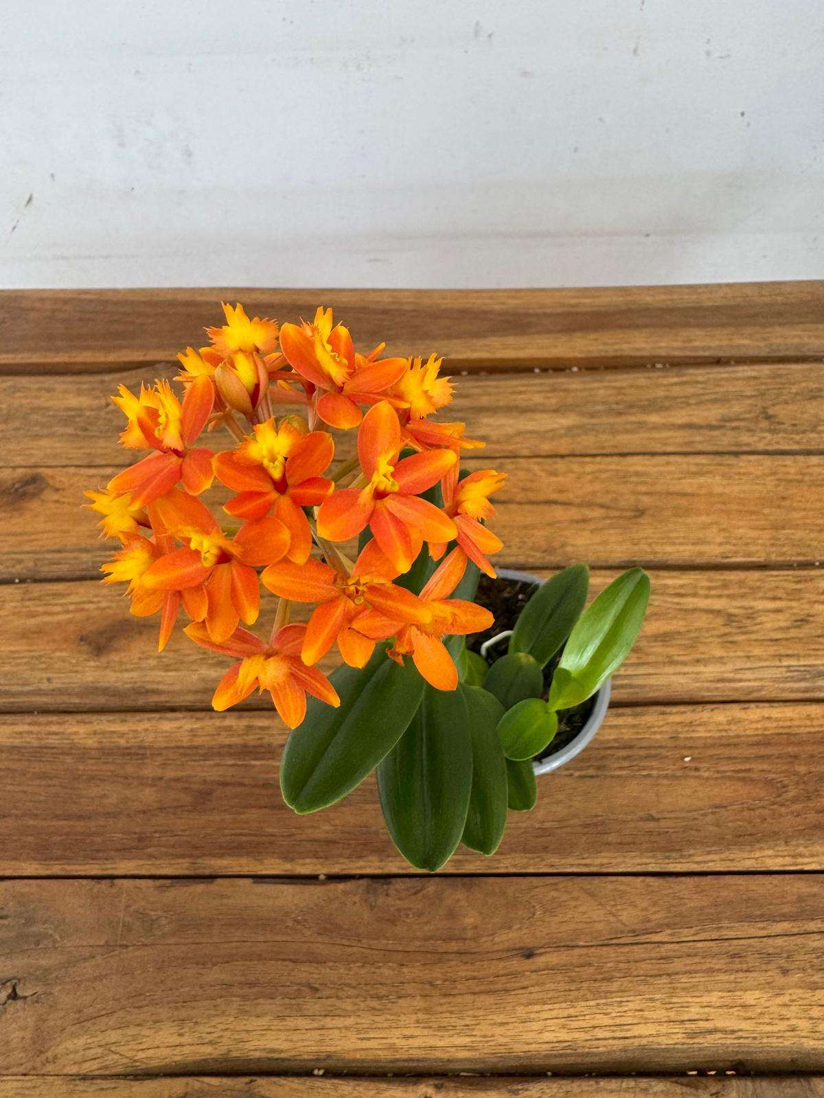 Epidendrum - V.9