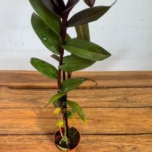 Epidendrum 'Sem Flor' - V.6