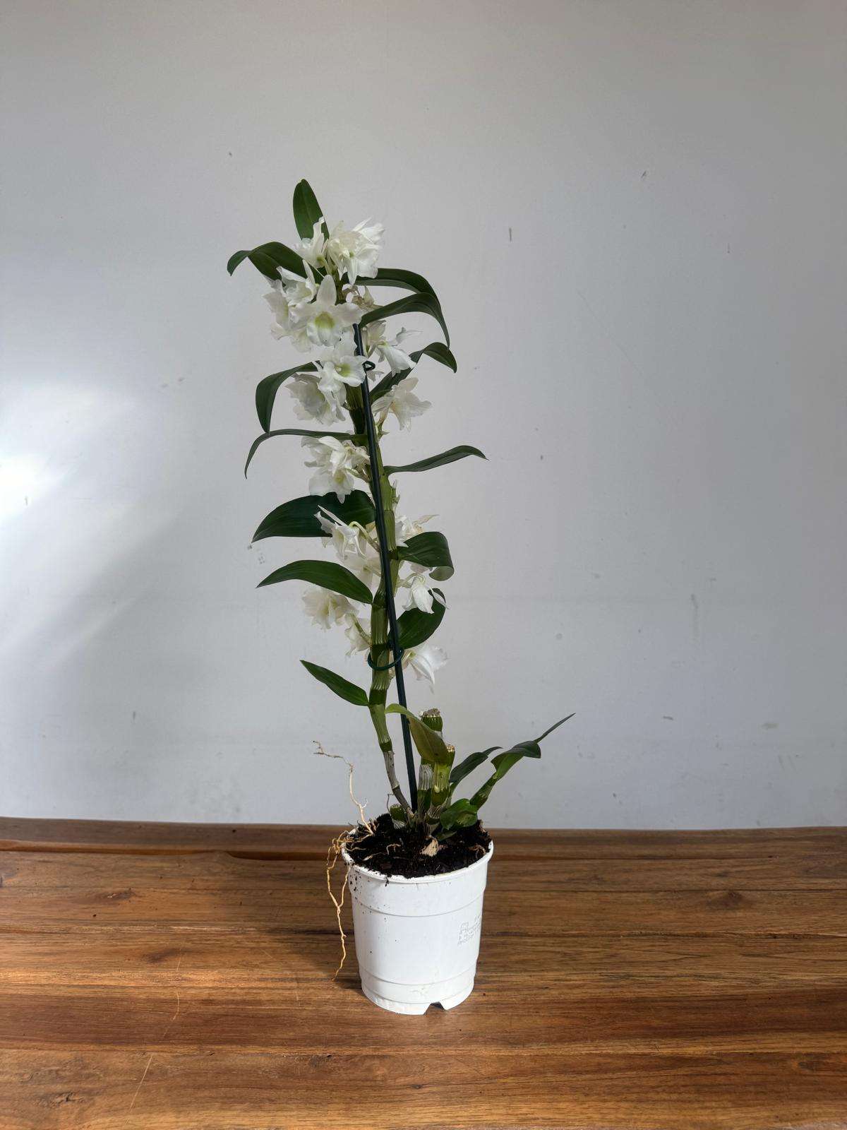 Dendrobium Nobile - V.12 - Image 2