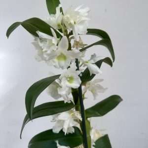 Dendrobium Nobile - V.12