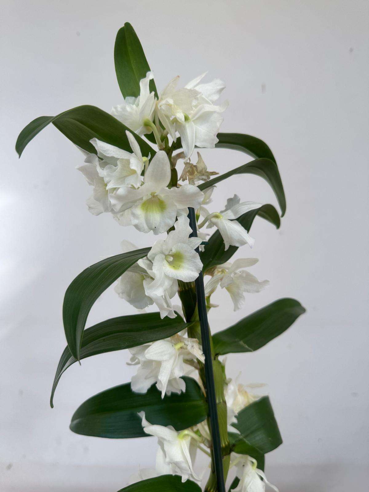 Dendrobium Nobile - V.12