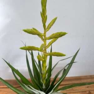 Tillandsia Oerstediana - V.12