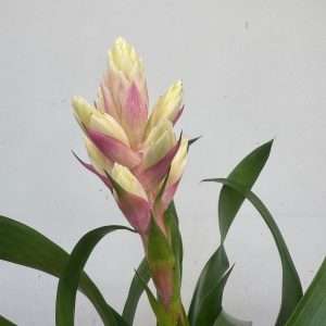 Guzmania Candy Pink - V.15