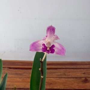 Dendrobium Kingianum 'Sem Flor' - V.12
