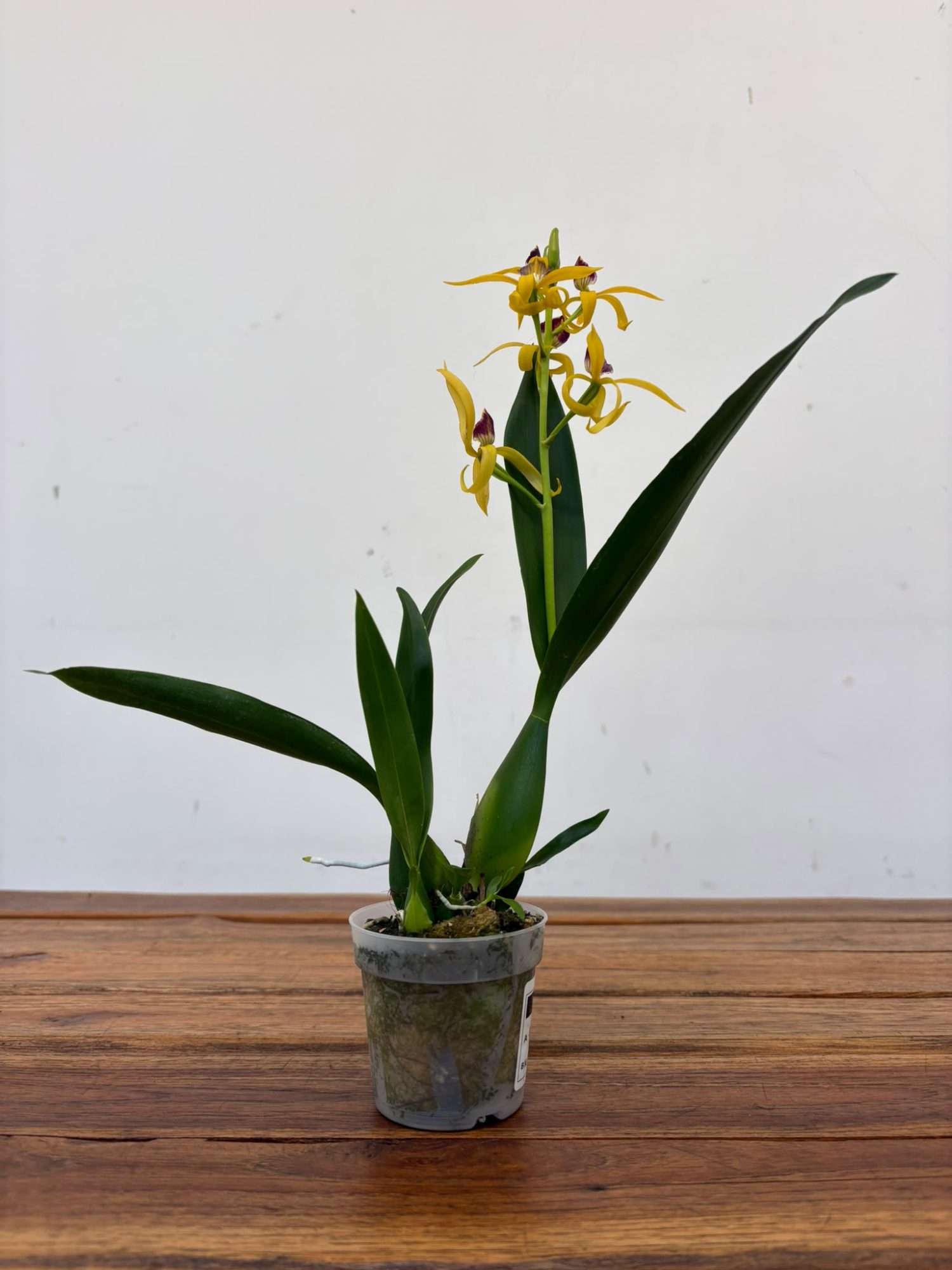 Encyclia V.7 - Image 2