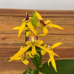 Encyclia V.7