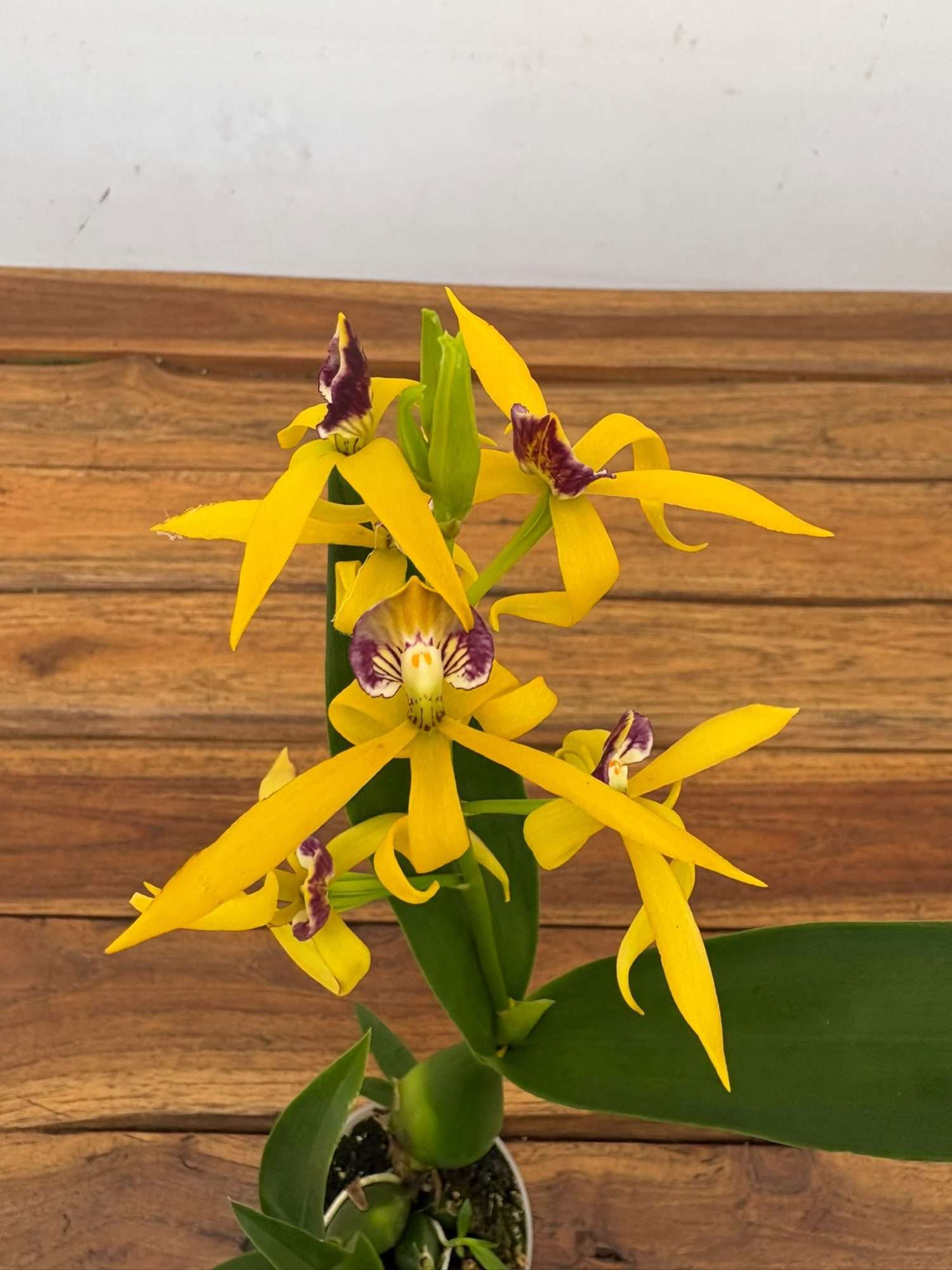 Encyclia V.7