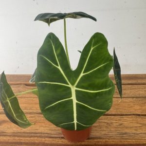 Alocasia Frydek - V.12