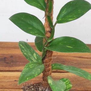 Rhaphidophora Elliptica Aurea